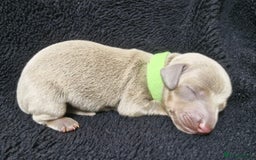 Miniature Dachshund dogs for sale: 🌟QUALITY KC REG & PRA CLR MINIATURE DACHSHUNDS🌟 - Image 14