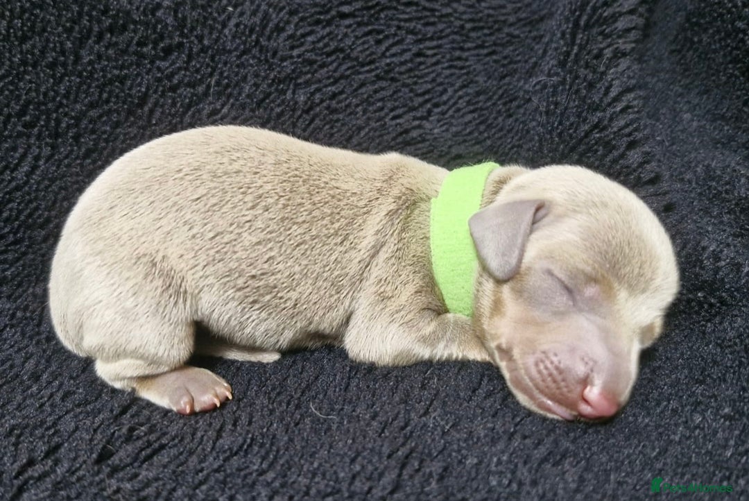 Miniature Dachshund dogs for sale: 🌟QUALITY KC REG & PRA CLR MINIATURE DACHSHUNDS🌟 - Image 14