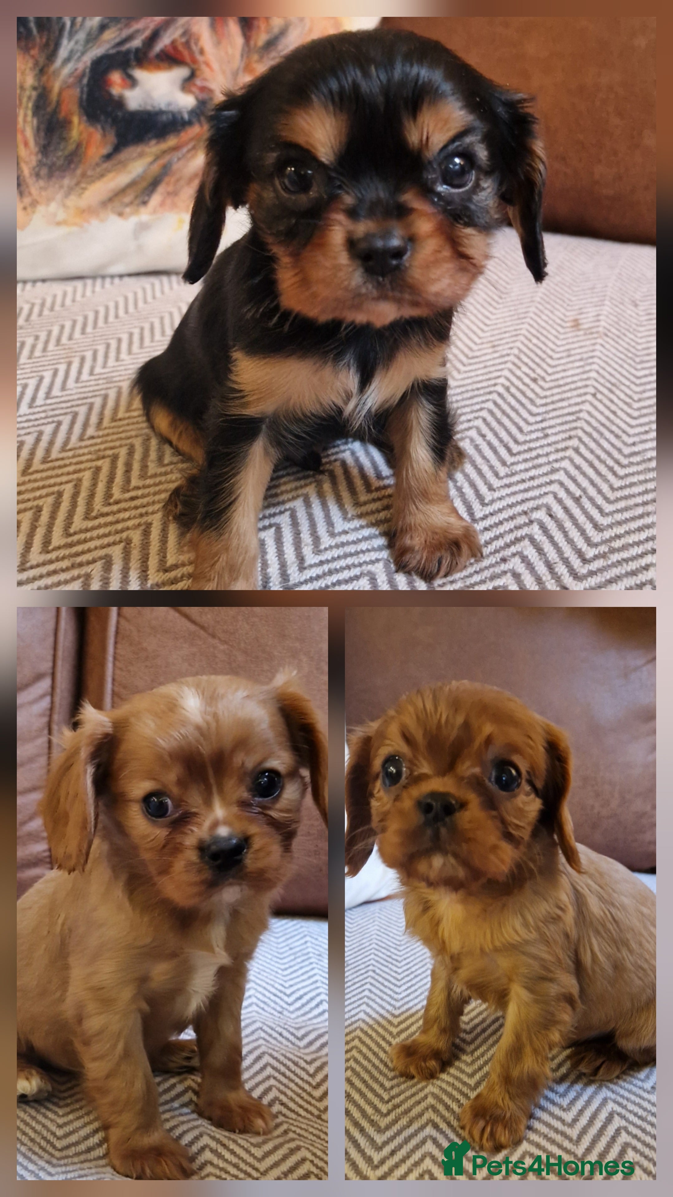 Cavalier King Charles Spaniel dogs Beautiful CKCS babies  - Advert 13