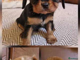 Cavalier King Charles Spaniel dogs Beautiful CKCS babies - Advert 9