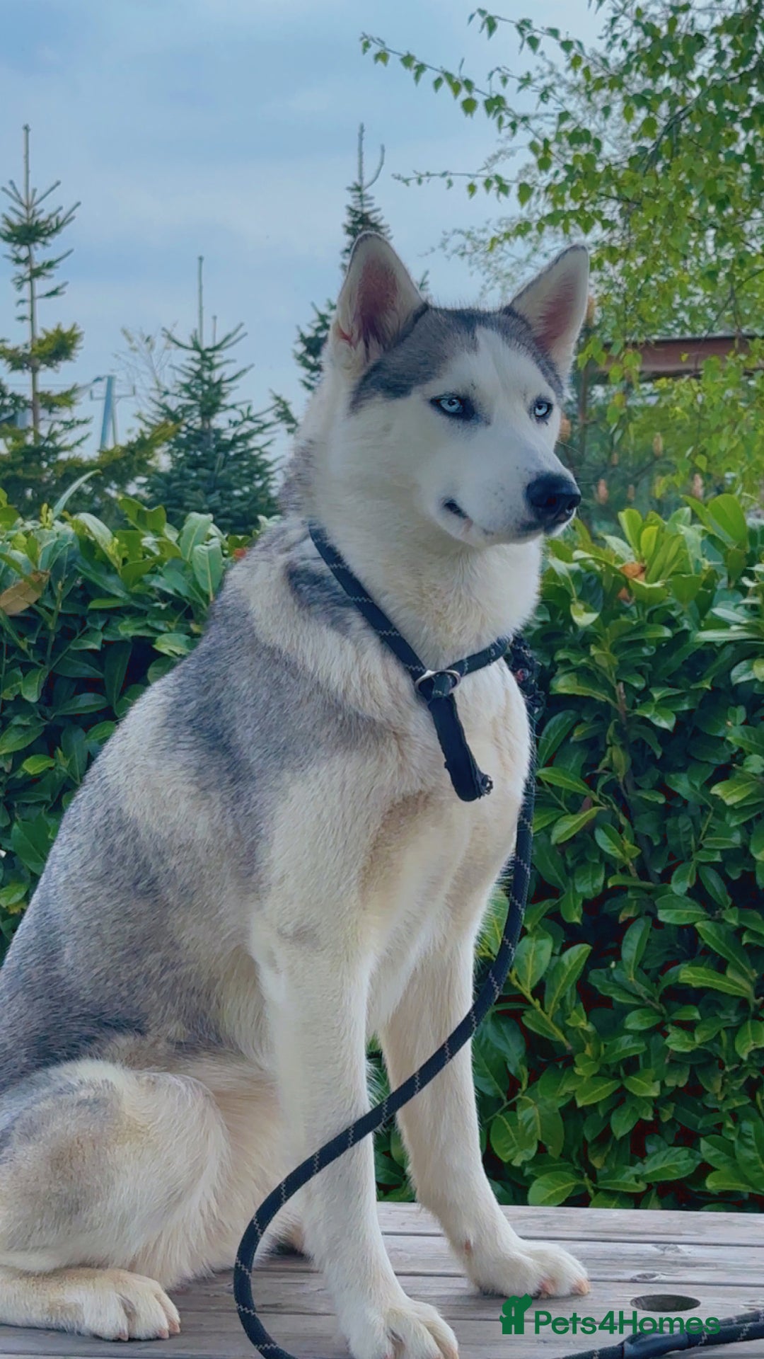 Siberian Husky dogs for sale: Beautiful Blue Eyes Siberian Huskies  - Image 6