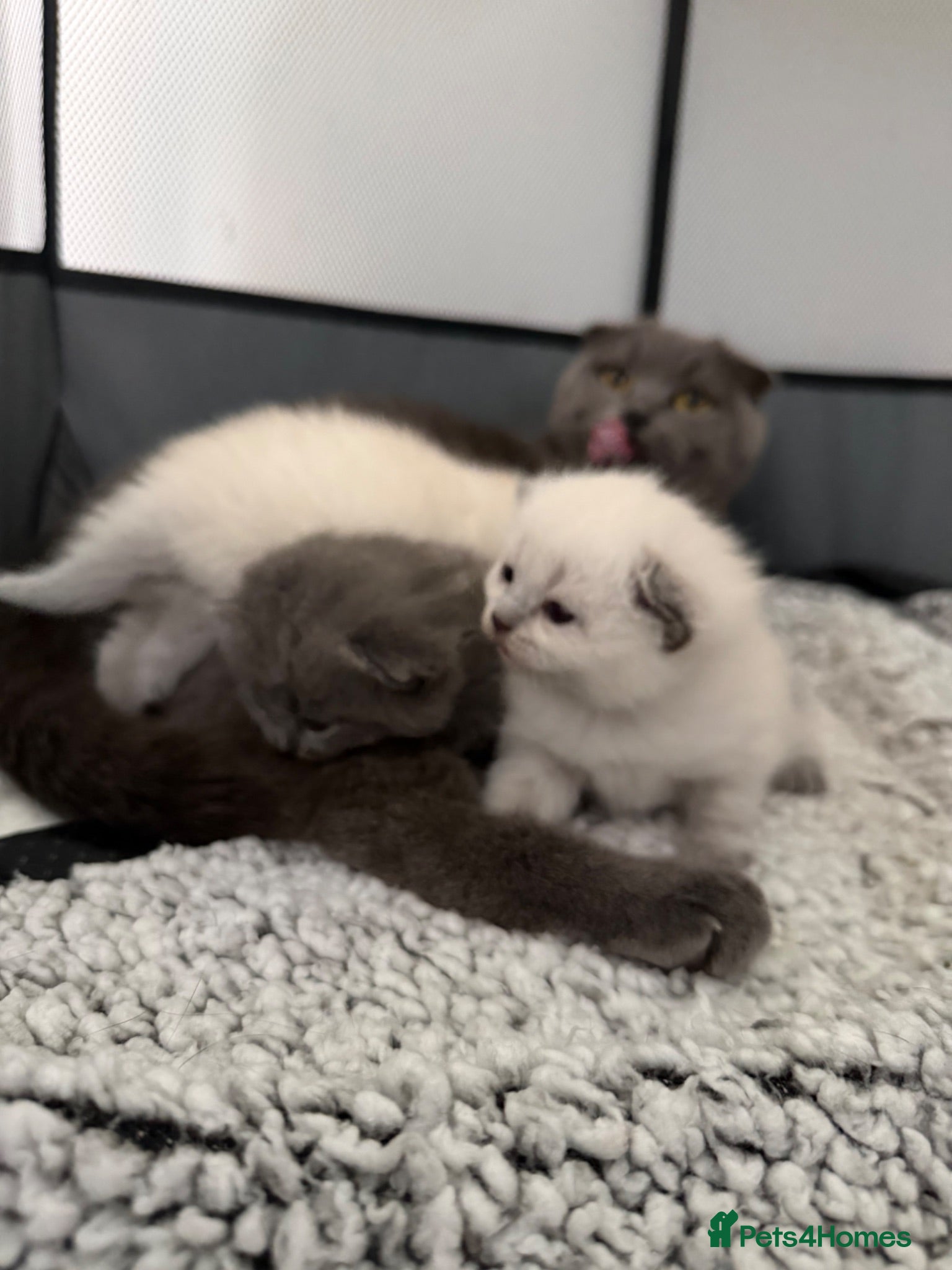 British Shorthair cats British shorthair kittens - Advert 2