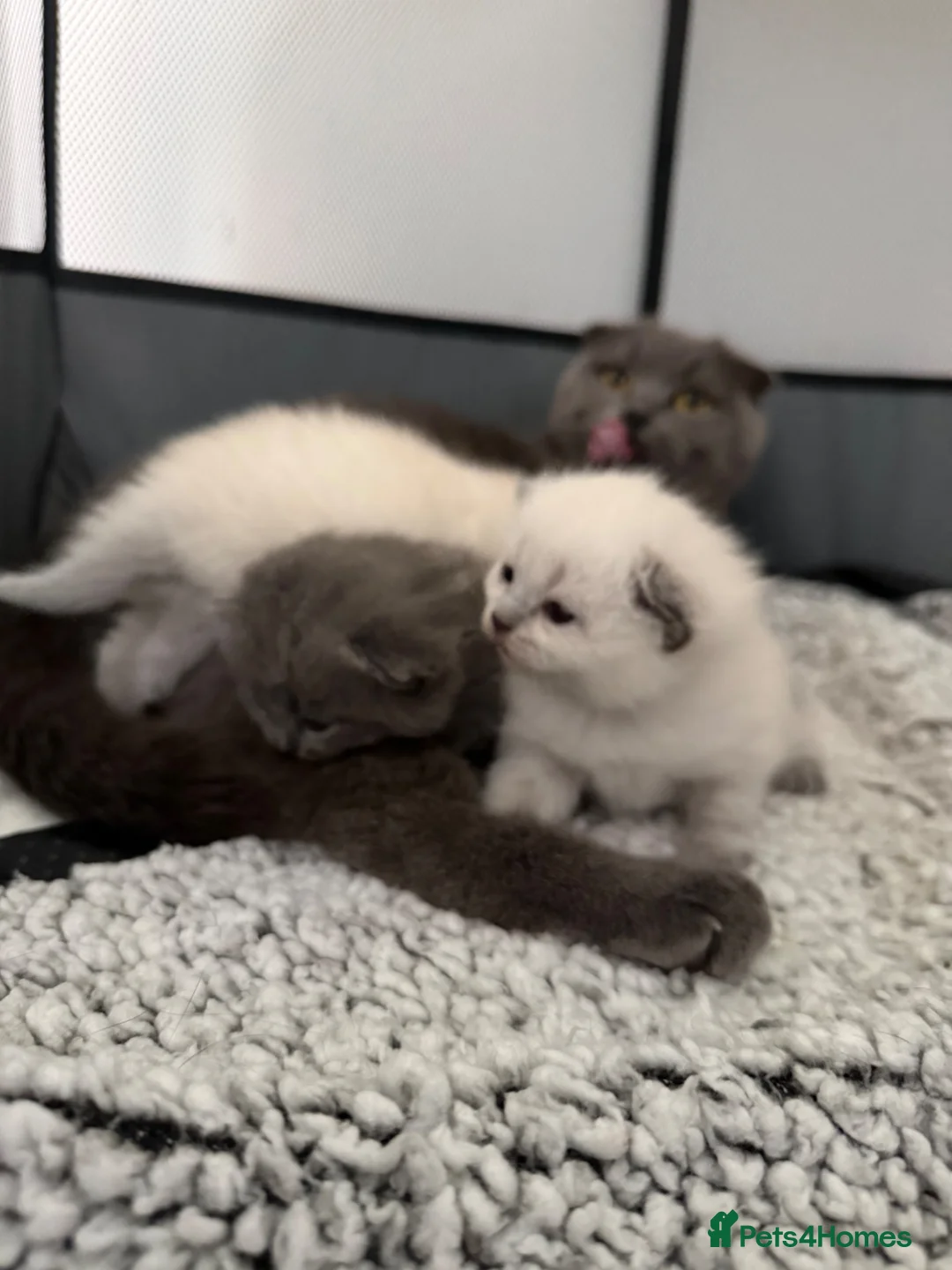 British Shorthair cats for sale: British shorthair kittens in Rochdale - Advert 2