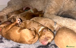 Cavapoo dogs for sale: Rare unique moyen Cavapoos - Image 10