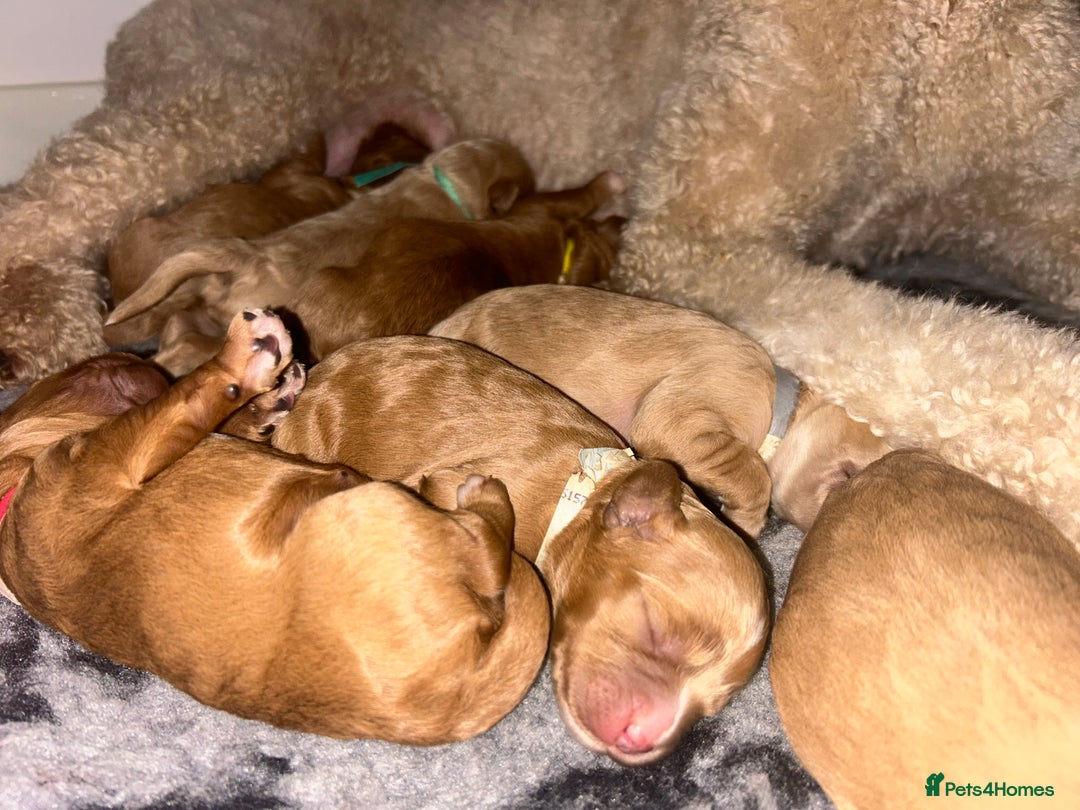 Cavapoo dogs for sale: Rare unique moyen Cavapoos - Image 10