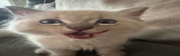 Ragdoll cats for sale: Male ragdoll - Advert 3