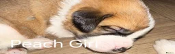 Saint Bernard dogs for sale: Last female saint Bernard  - Advert 5