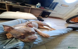 Mixed Breed dogs for sale: Honey (French bully x pocket bully) - Image 5