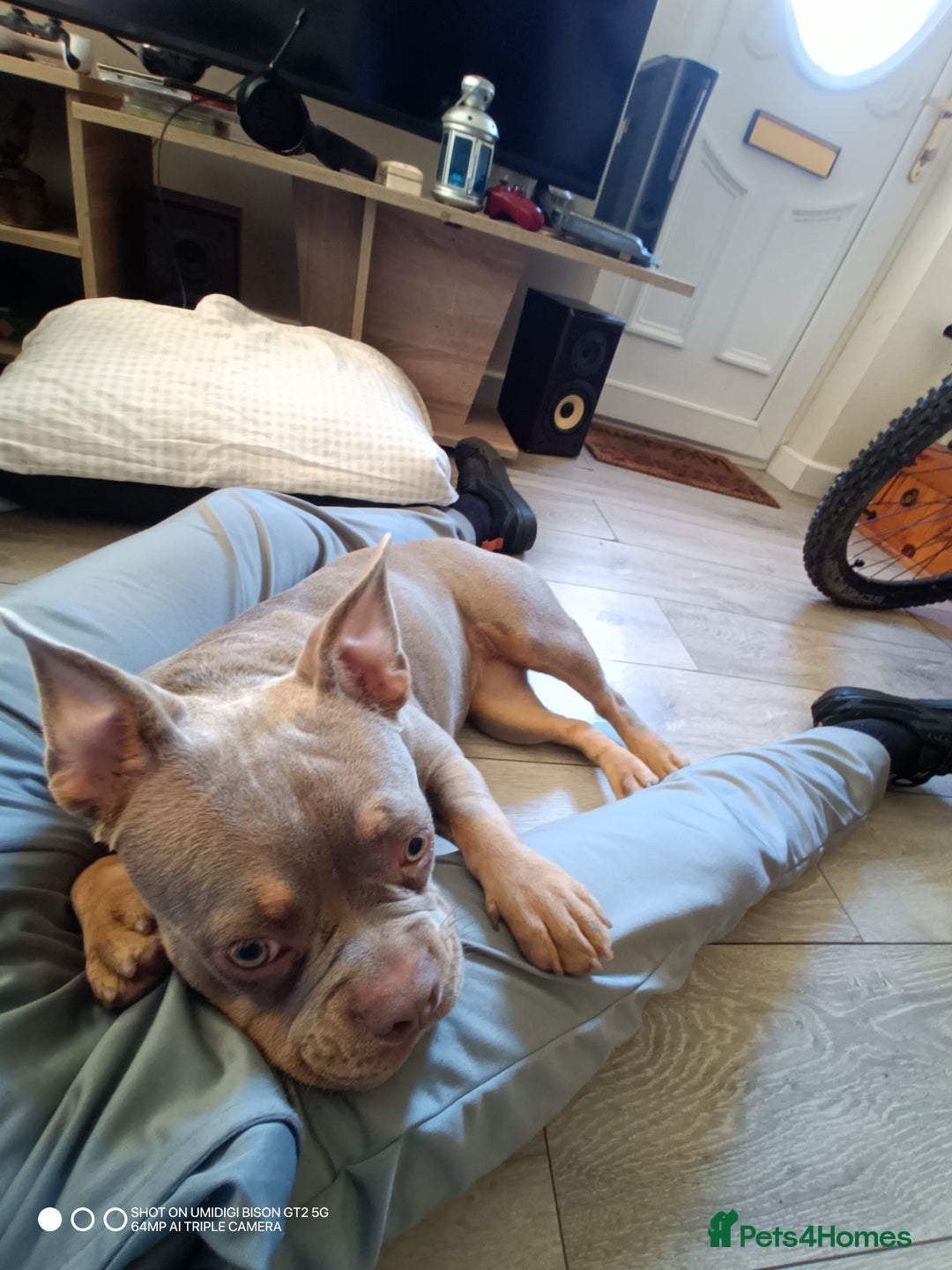 Mixed Breed dogs for sale: Honey (French bully x pocket bully) - Image 5