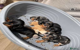 Miniature Dachshund dogs for sale: Miniature dachshund puppies - Image 7