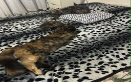 Maine Coon cats for sale: BEAUTIFUL FULL MAINE COON KITTENS AVAILABLE NOW 🐱 - Advert 12