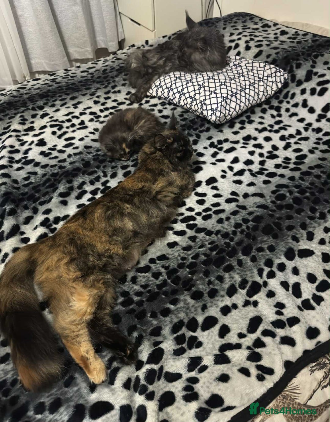 Maine Coon cats for sale: BEAUTIFUL FULL MAINE COON KITTENS AVAILABLE NOW 🐱 - Advert 12