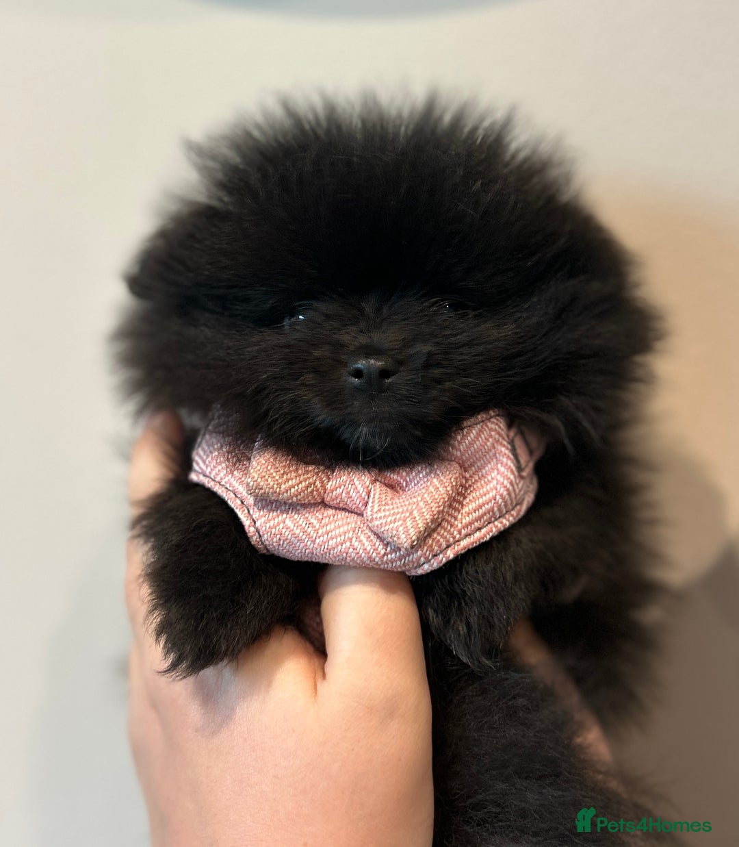Pomeranian dogs for sale: Pomeranian Pups - Ready for new homes 💕 - Advert 21