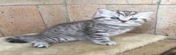 British Shorthair cats for sale: Stunning Classic British shorthair kittens - Advert 14