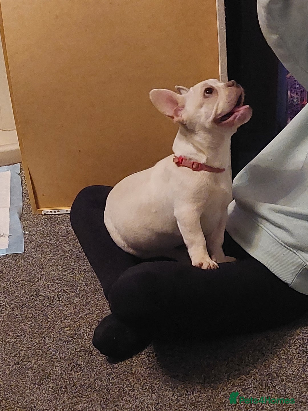 French Bulldog dogs for sale: Frenchy girls - Advert 9