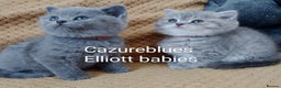 British Shorthair cats for stud: Gccf Stud Service Blue Lilac Blue Spotted Cream bi in Manchester - Advert 10