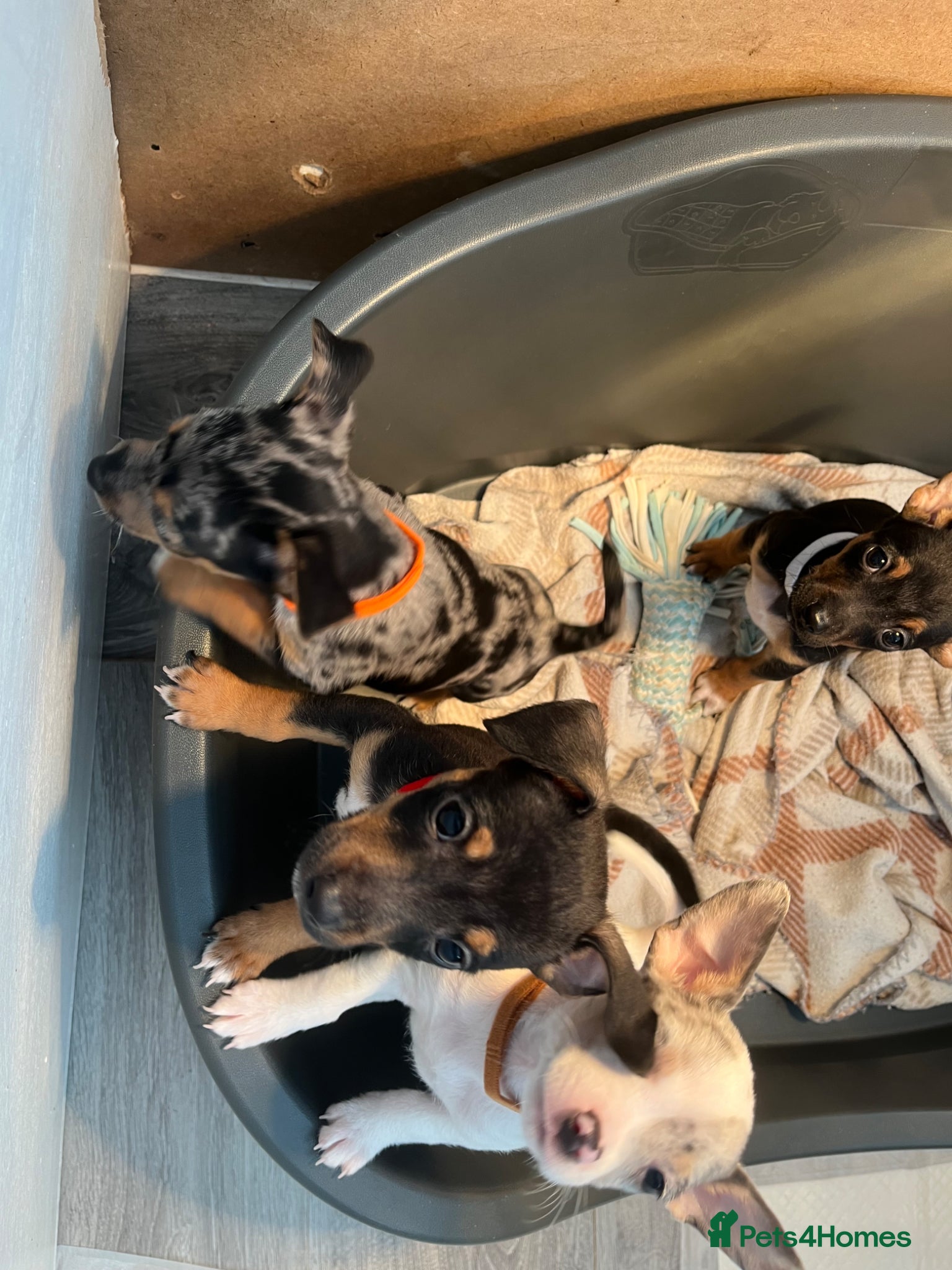 Jack Russell dogs 3 left!!! Jackrussle puppies - Advert 2