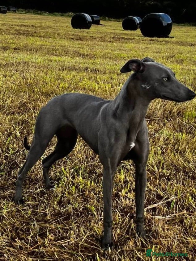 Whippet dogs Male whippet pup  - Advert 14