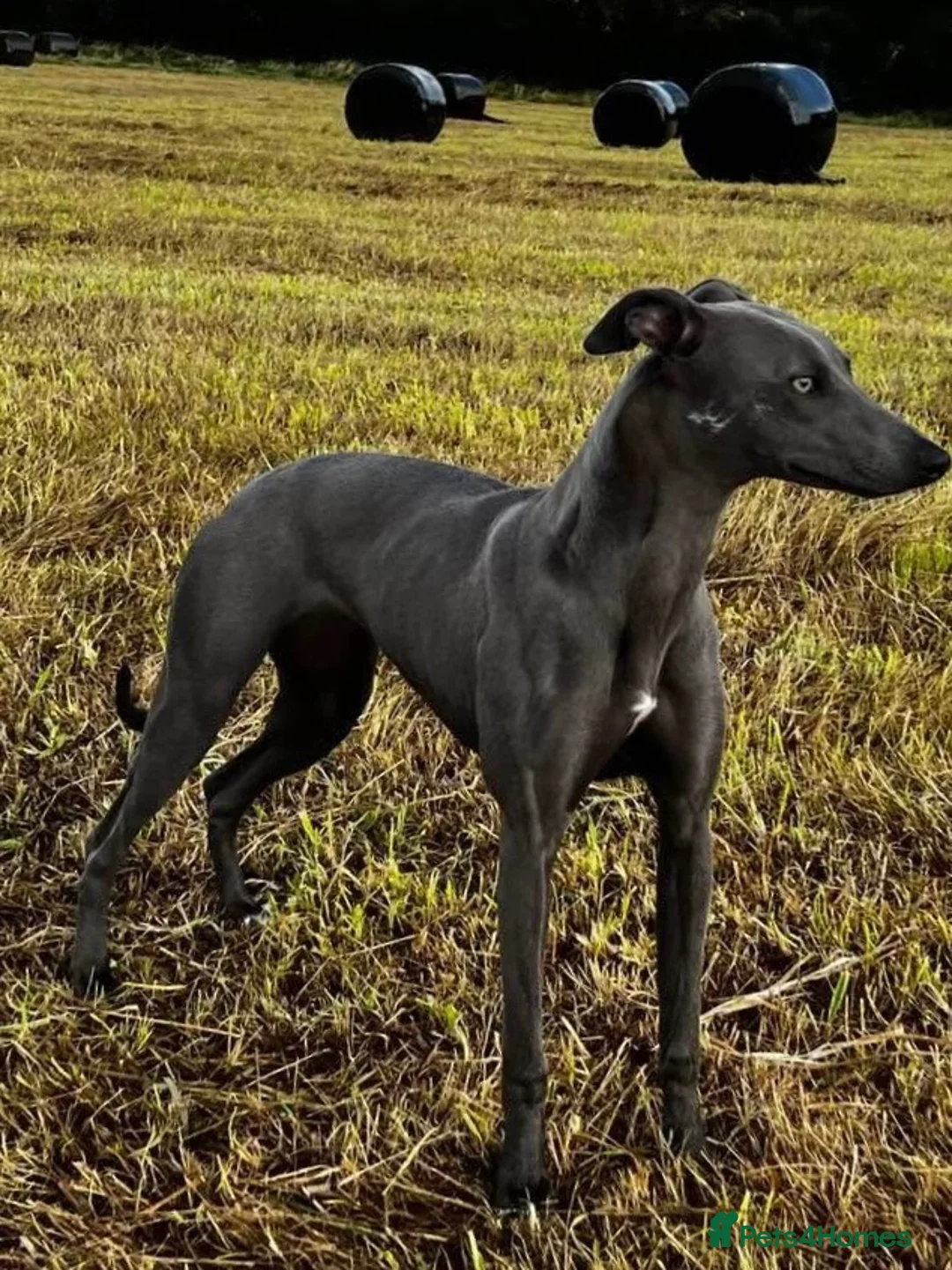 Whippet dogs for sale: Male whippet pup  - Advert 1