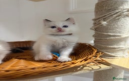 Ragdoll cats for sale: Pure fluffy Ragdoll kittens looking for5 star home - Image 23