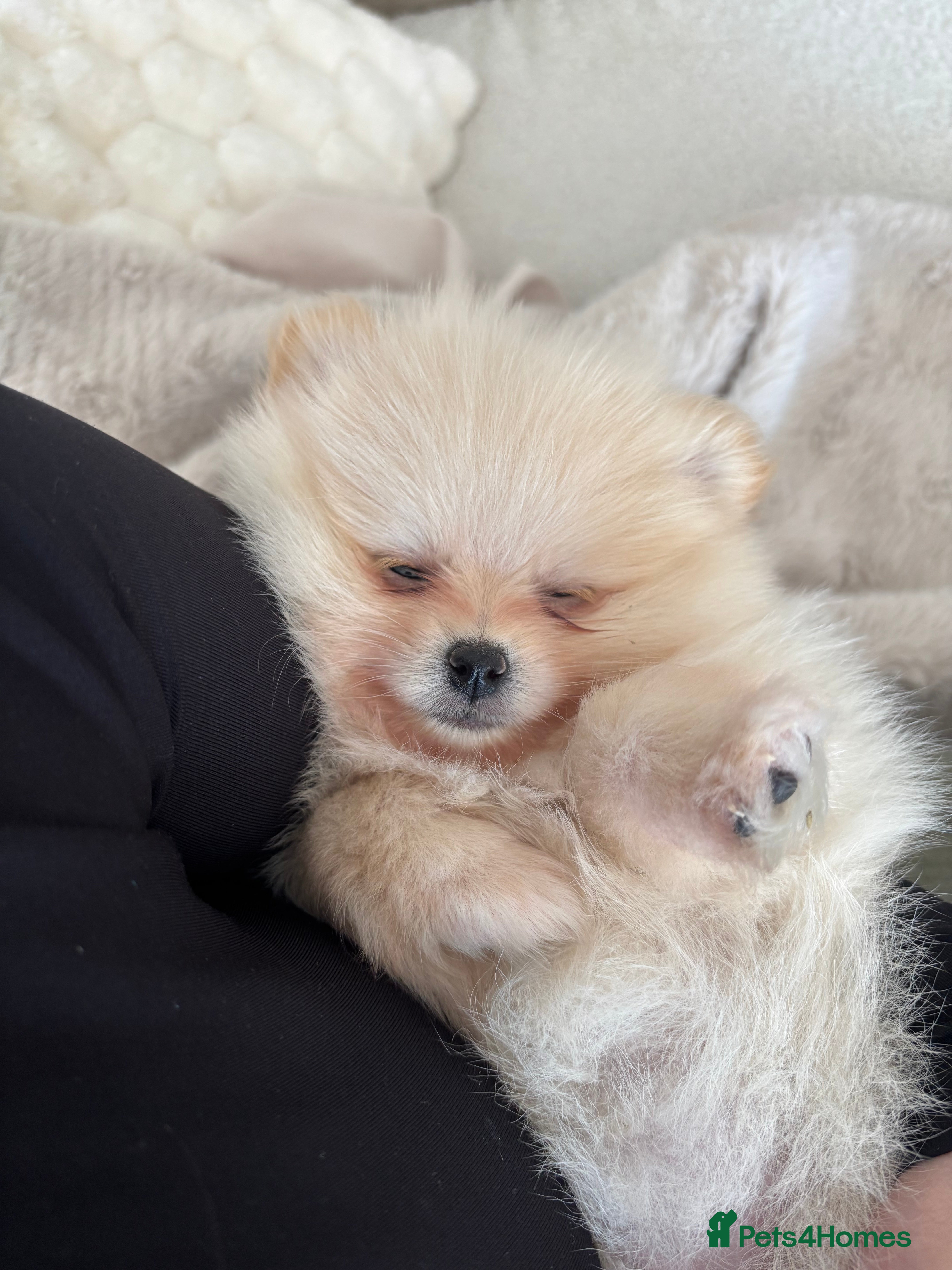 Pomeranian dogs White/cream Pomeranian 8 months old - Advert 1