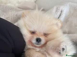 Pomeranian dogs White/cream Pomeranian 8 months old - Advert 1
