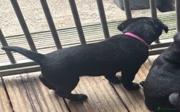 Labrador Retriever dogs for sale: Working Labradors  - Image 3