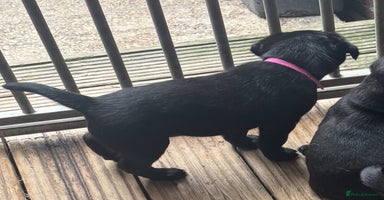 Labrador Retriever dogs - Advert 12