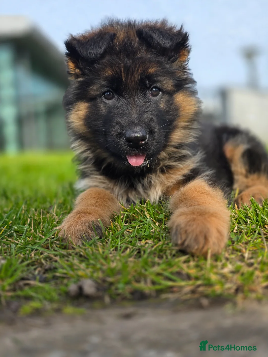 German Shepherd dogs for sale: Beautiful Black&Tan German Shepherd Male (Shadow) in Wellingborough - Advert 21