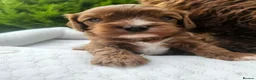 Cavapoo dogs for sale: Cavapoo puppies (toy)DNA CLEAR - Advert 20