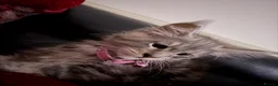 Maine Coon cats for sale: Stunning young TICA reg Maine Coon female.  - Advert 6