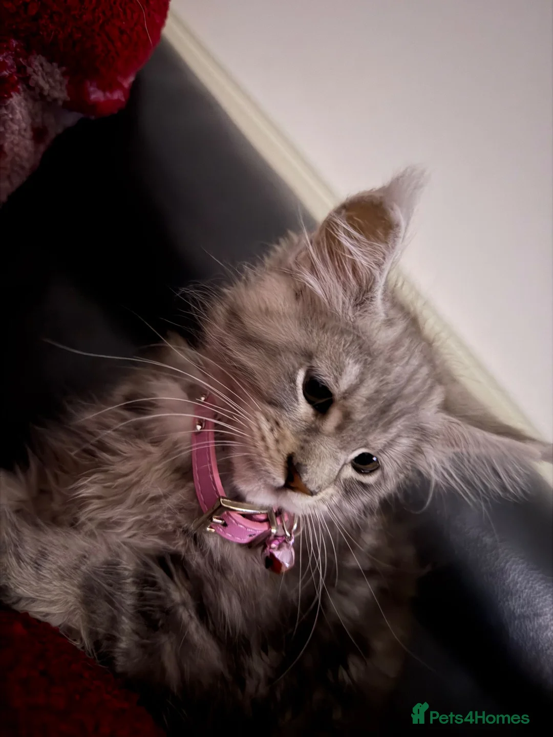 Maine Coon cats for sale: Stunning young TICA reg Maine Coon female.  - Advert 6
