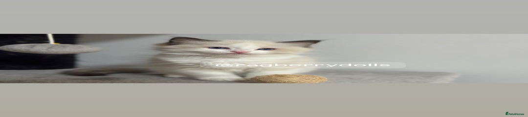 Ragdoll Kitten 1