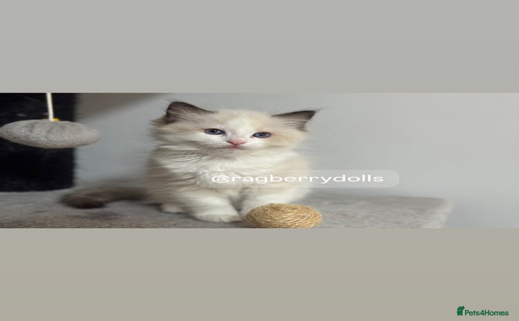 Ragdoll cats - Advert 12