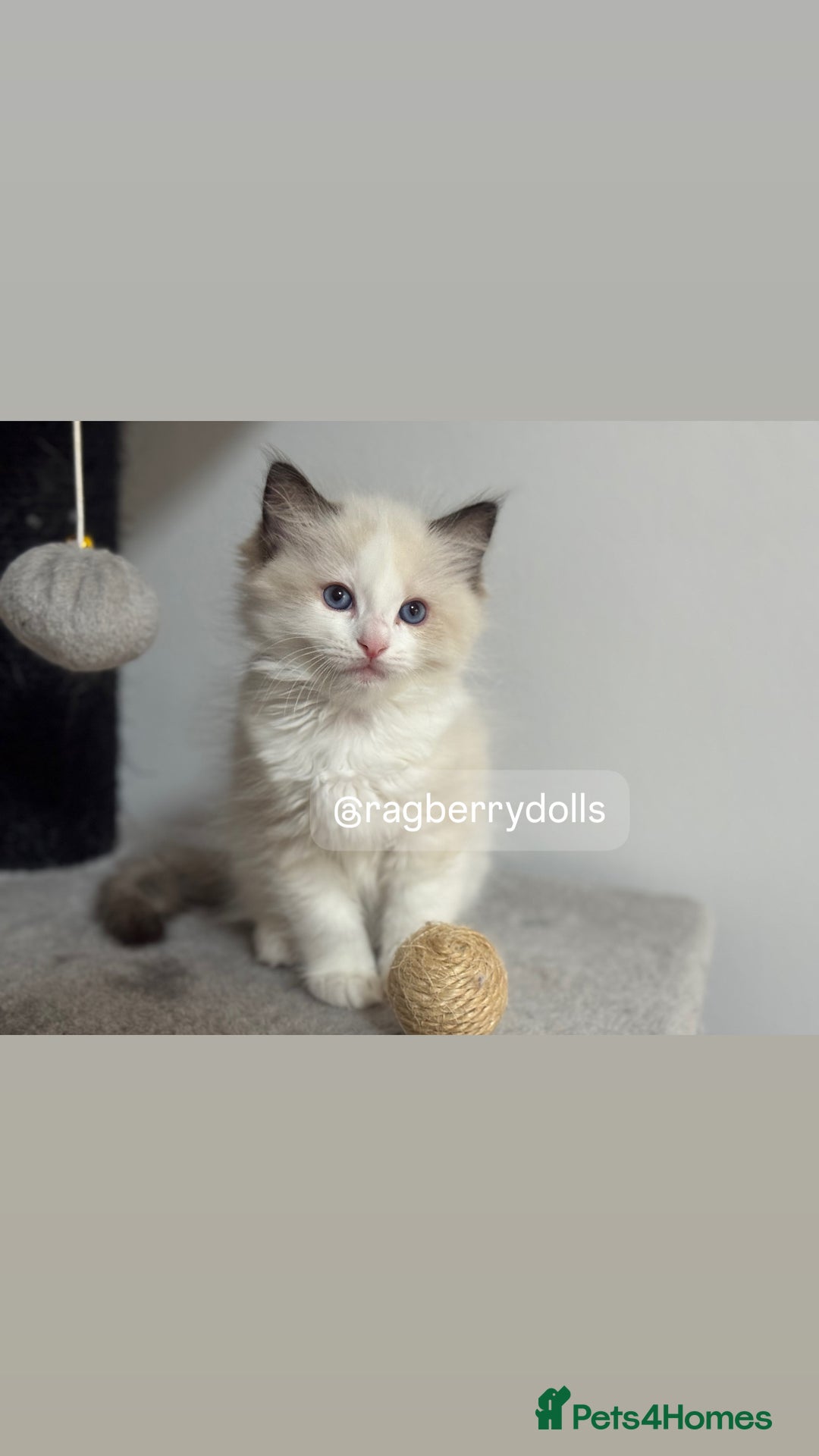Ragdoll cats for sale: TICA Registered Ragdoll Kittens Available  - Image 6