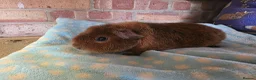 Guinea Pig rodents for sale: Various Guniea pigs - Advert 1