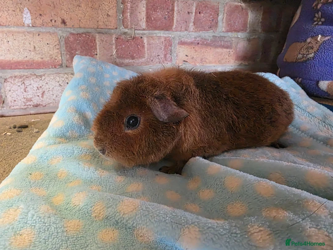 Guinea Pig rodents for sale: Various Guniea pigs - Advert 1
