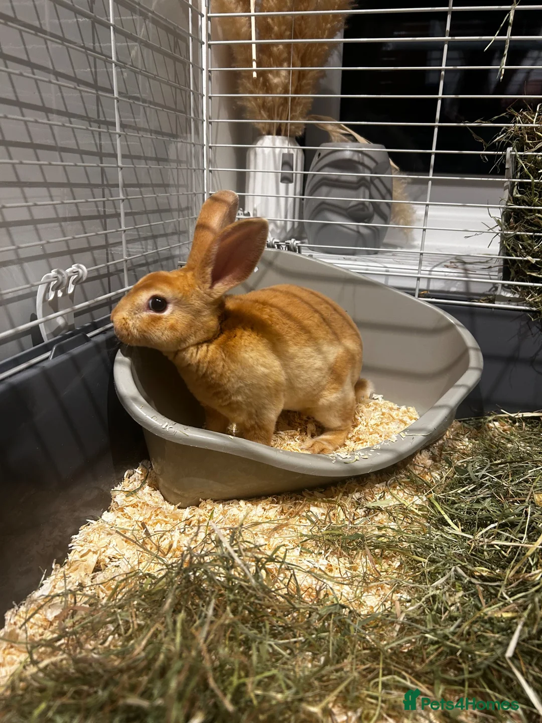 Rex rabbits for sale: Red Rex Bunny 🐰  - Advert 7