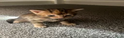 Bengal cats for sale: Bengal&Ginger Tabby mix  - Advert 4