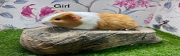 Guinea Pig rodents for sale: Female and male guinea pigs  - Advert 4