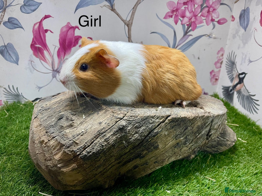 Guinea Pig rodents for sale: Female and male guinea pigs  - Advert 4