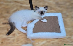 Ragdoll cats for sale: Ragdoll kittens Blue, Lilac & flame or blue/seal - Image 16