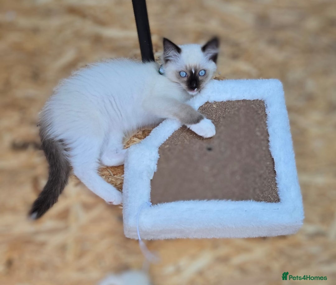 Ragdoll cats for sale: Ragdoll kittens Blue, Lilac & flame or blue/seal - Image 16