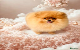Pomeranian dogs for sale: 💗Last girl left! Royal Orange Pomeranian Pedigree - Image 6