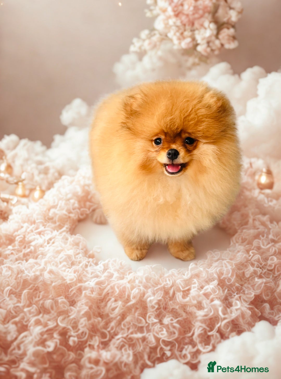 Pomeranian dogs for sale: 💗Last girl left! Royal Orange Pomeranian Pedigree - Image 6
