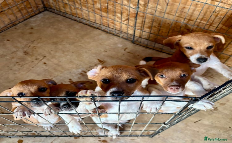 Mixed Breed dogs - Advert 2