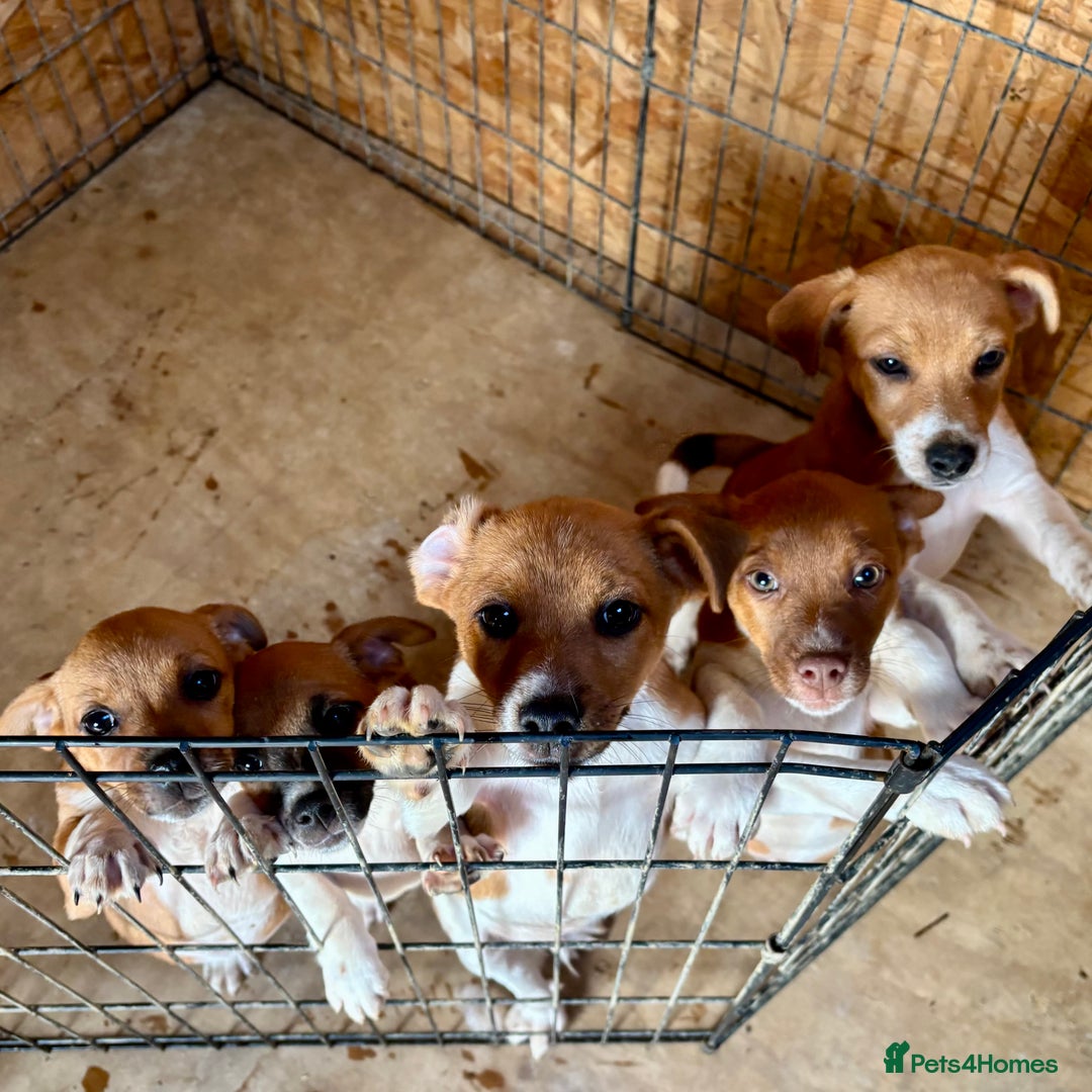 Mixed Breed dogs for sale: Plummer X Jack Russell Puppies - Image 1