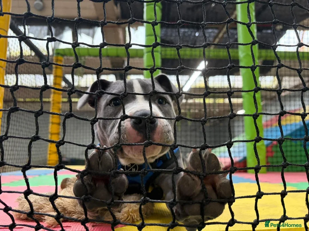 Staffordshire Bull Terrier dogs for sale: Blue Boy Staffy for Sale - Advert 3