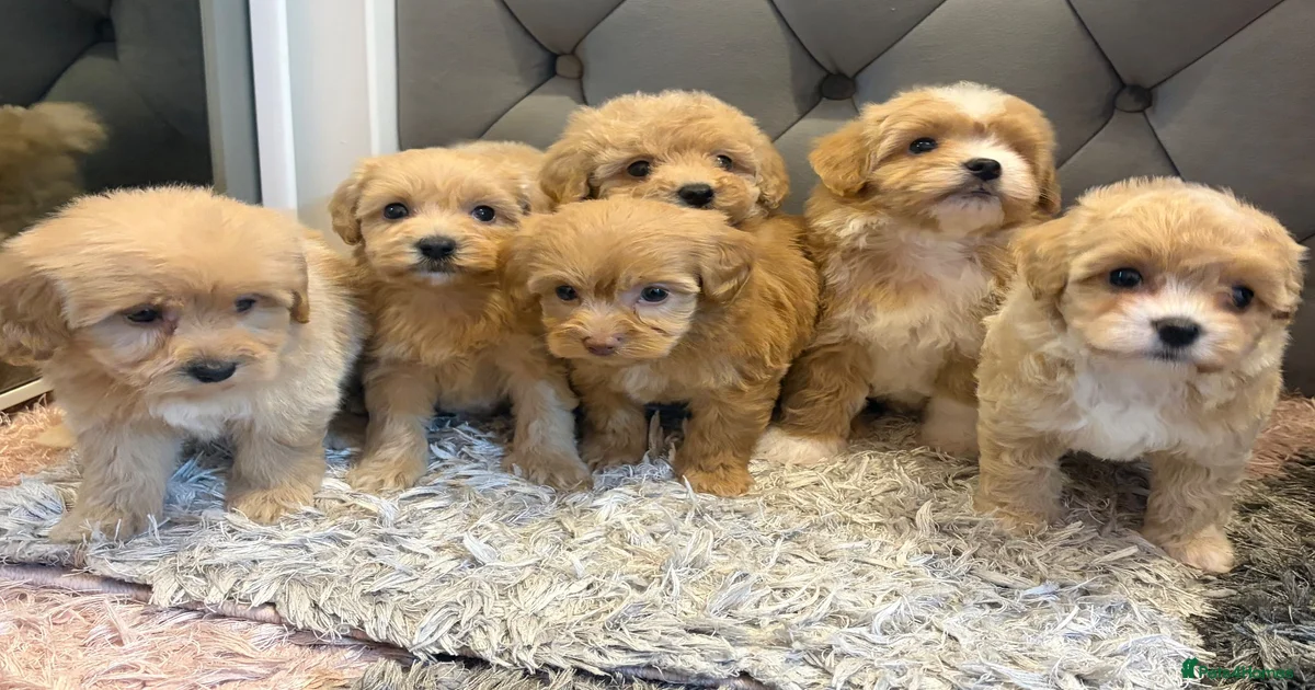 Maltipoo Puppies for sale in England | Pets4Homes