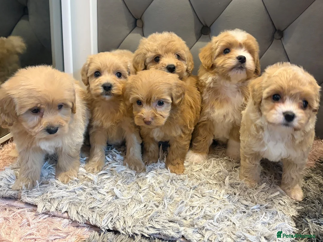 Maltipoo dogs for sale: DNA Clear & KC reg parents  - Advert 1